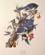 birds 08 - Blue Fay